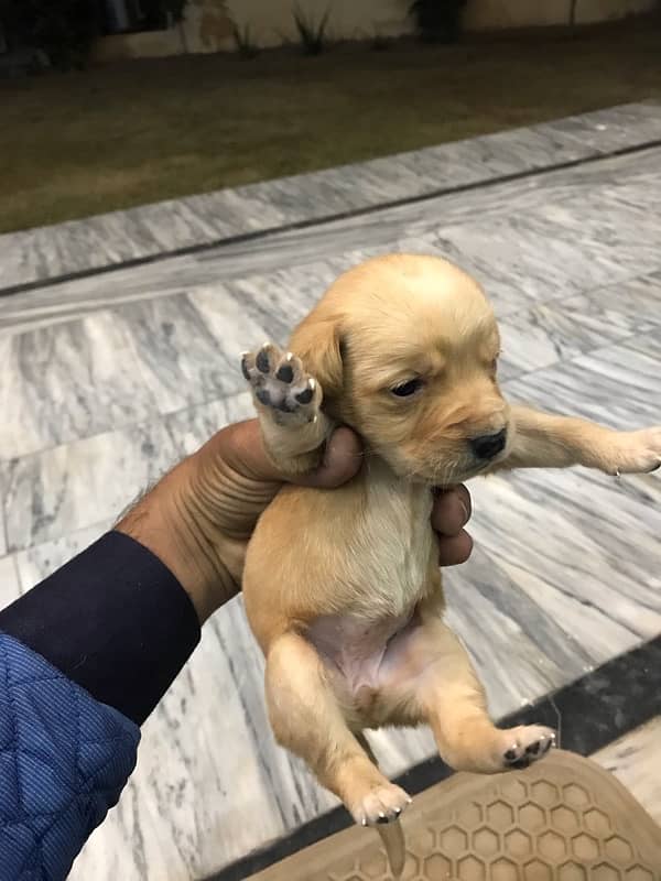 labrador puppies 3