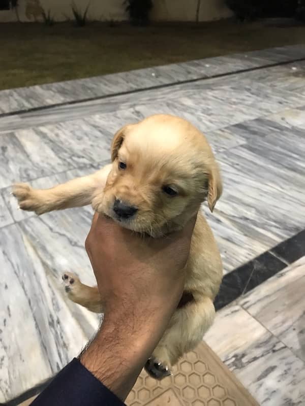 labrador puppies 4