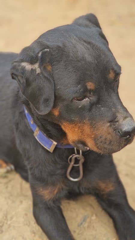 Rottweiler Female near to heat 1