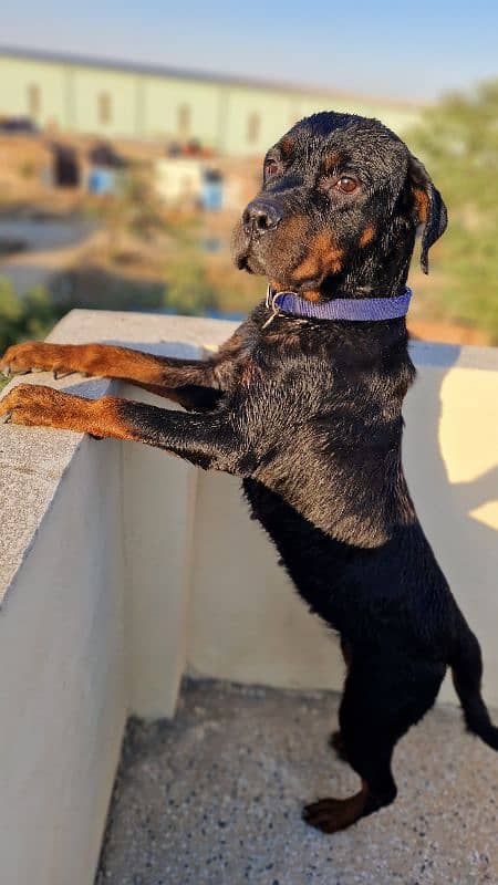 Rottweiler Female near to heat 2