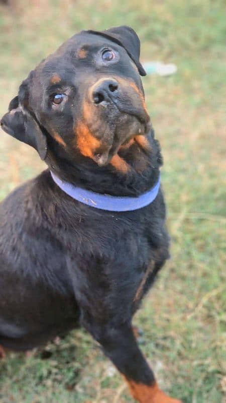 Rottweiler Female near to heat 5