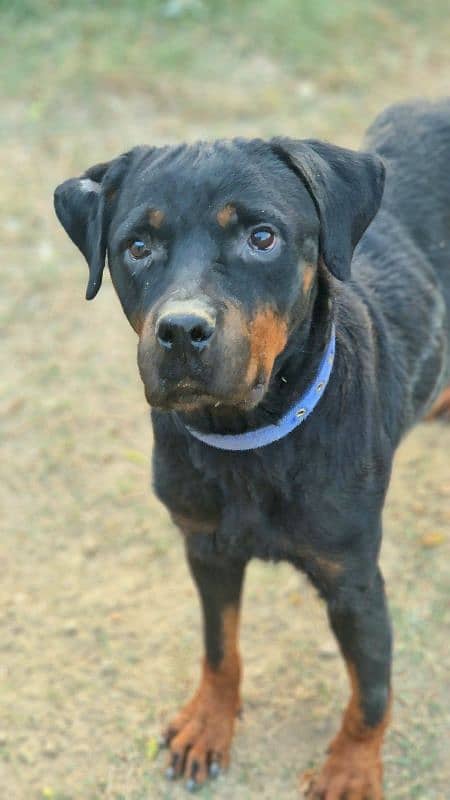 Rottweiler Female near to heat 6