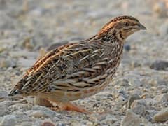 quail btair chicks