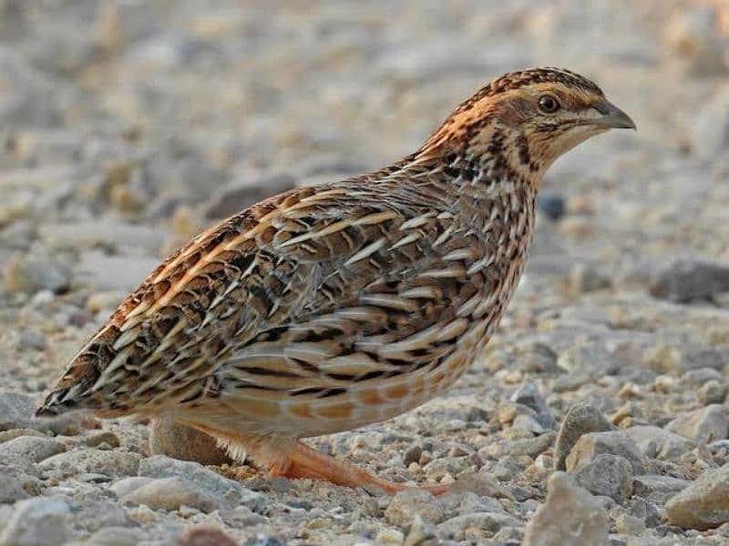 quail btair chicks 0