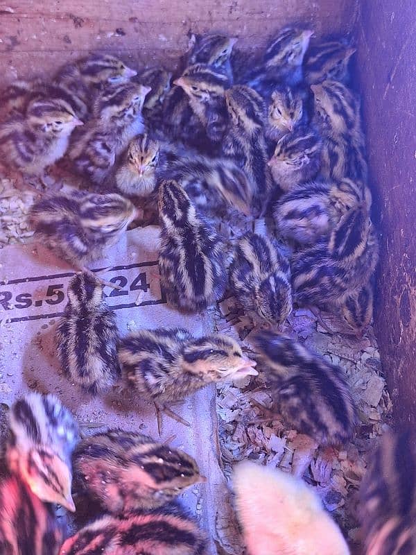 quail btair chicks 4