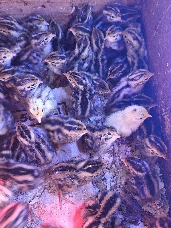 quail btair chicks 5