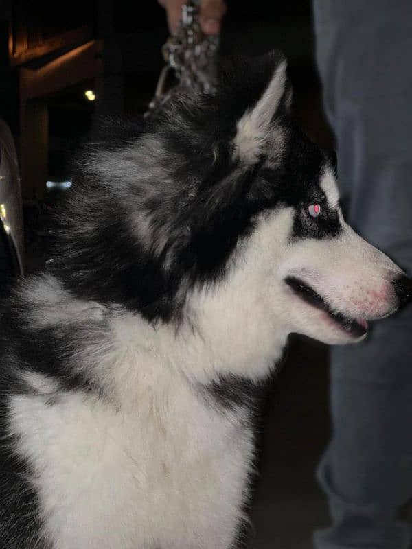 Male Husky for sale 1