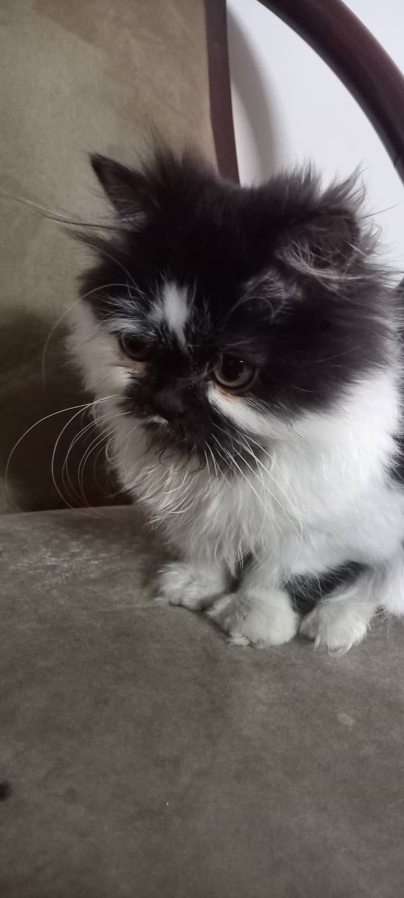 Persian kitten black & white coat 1