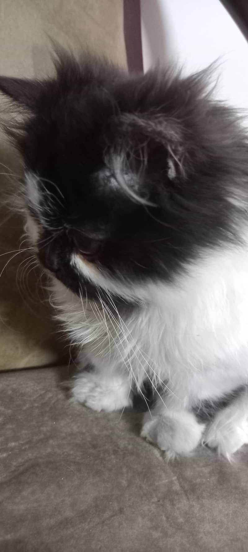 Persian kitten black & white coat 2