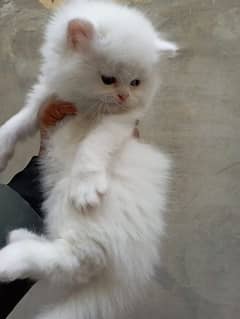 Persian cat kitten