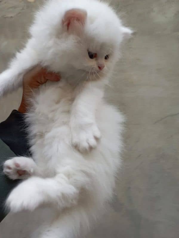 Persian cat kitten 1