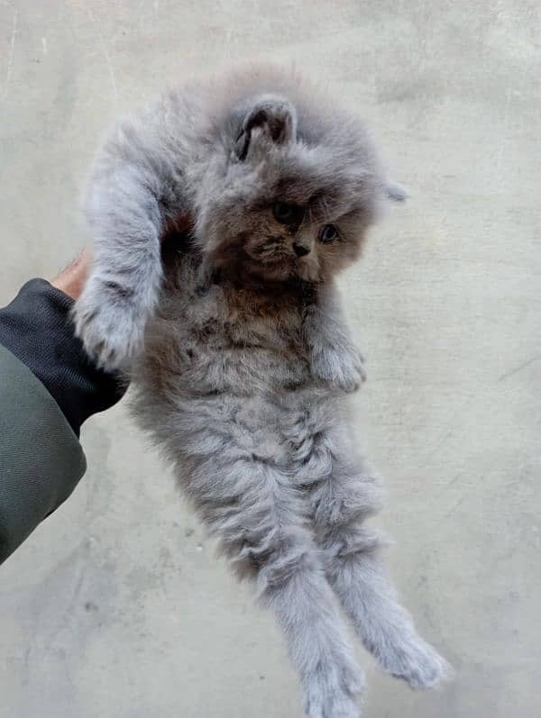 Persian cat kitten 3