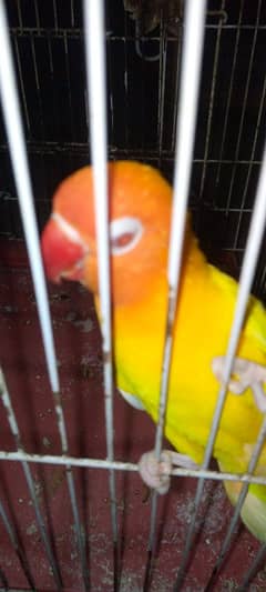 Love birds green fisher & Lutino personata for sale