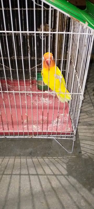 Love birds green fisher & Lutino personata for sale 1