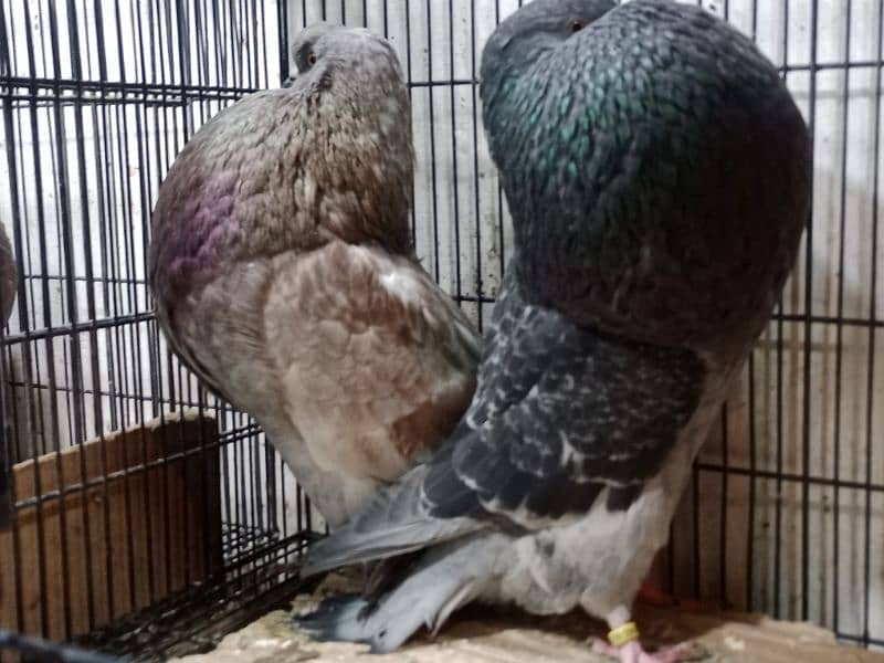 Hasheian pautar top cllas ridy to breed pair 1