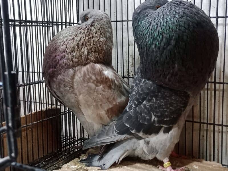 Hasheian pautar top cllas ridy to breed pair 2