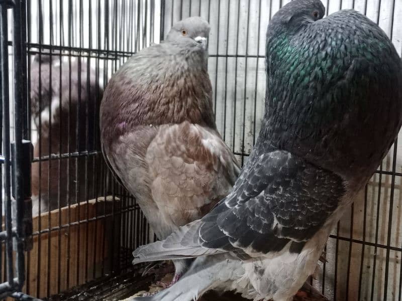 Hasheian pautar top cllas ridy to breed pair 3