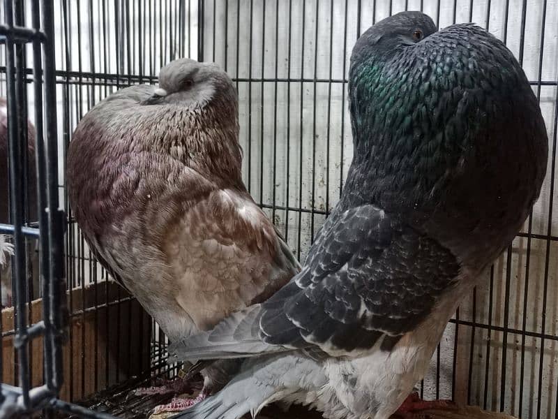 Hasheian pautar top cllas ridy to breed pair 4