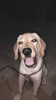 5 months British Labrador heavy bone structure