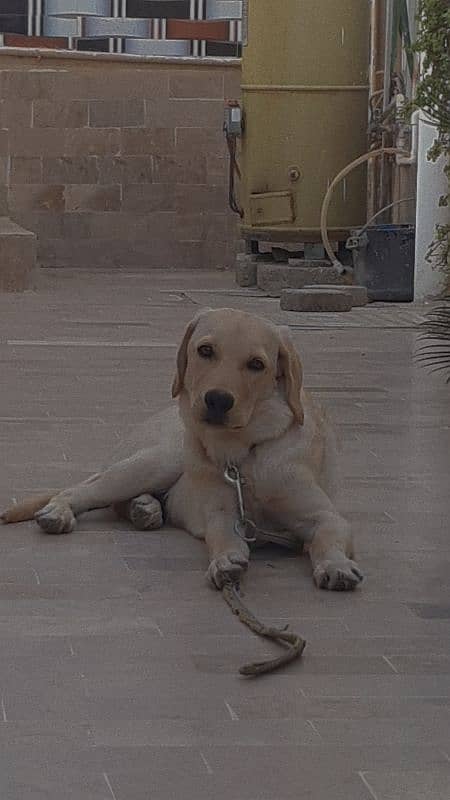 5 months British Labrador heavy bone structure 2