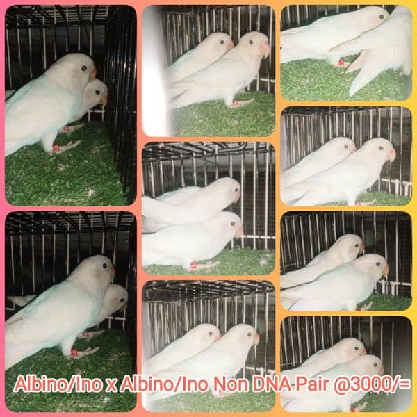 lutino, fisher, Albino pairs 0