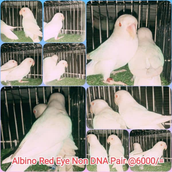 lutino, fisher, Albino pairs 1