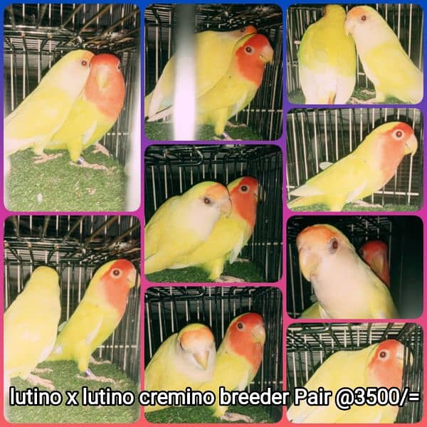 lutino, fisher, Albino pairs 2