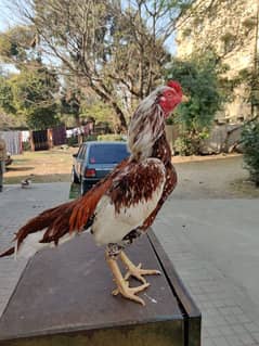 aseel hen for sale