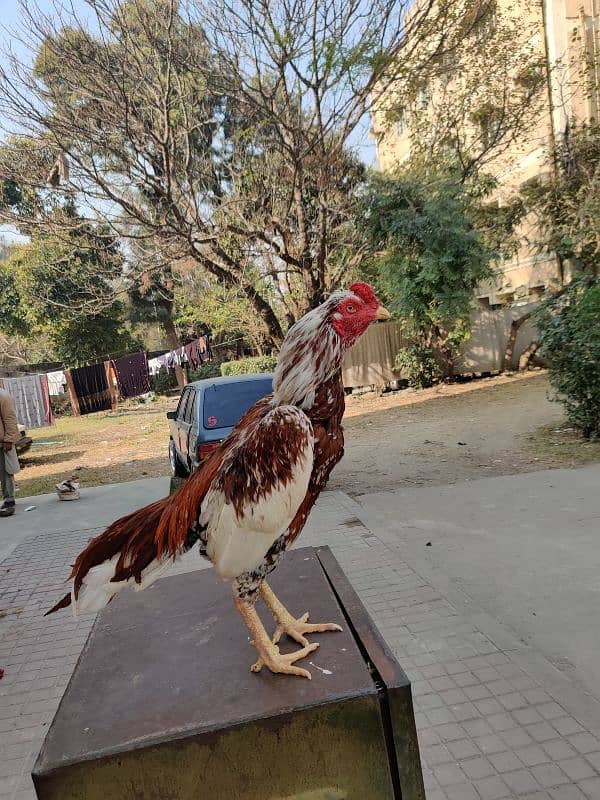 aseel hen for sale 1