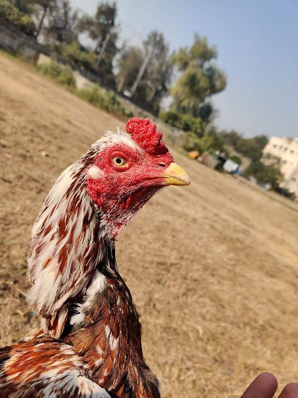 aseel hen for sale 2