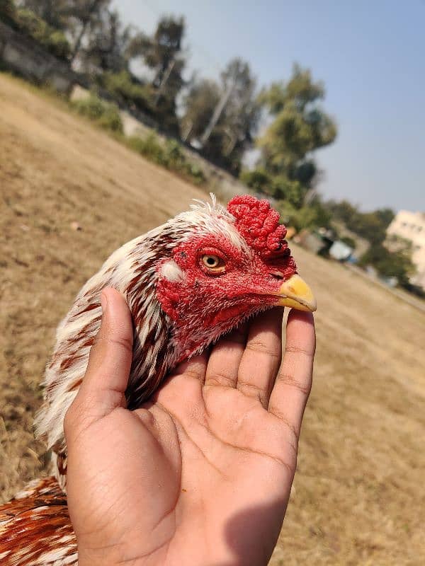 aseel hen for sale 3