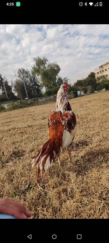 aseel hen for sale 4