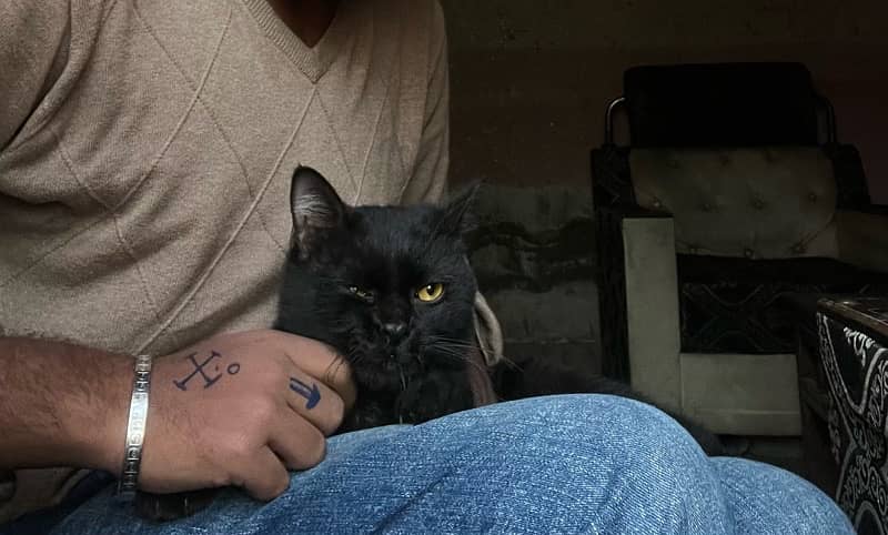 Friendly Leuna Black Cat 3