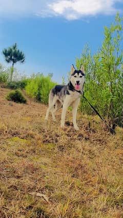 siberian huskey female available for sale age 8 month