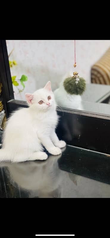 white persian double coat cat 1