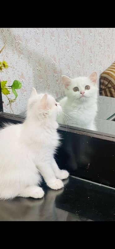 white persian double coat cat 2