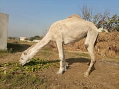 Camel Female For Sale