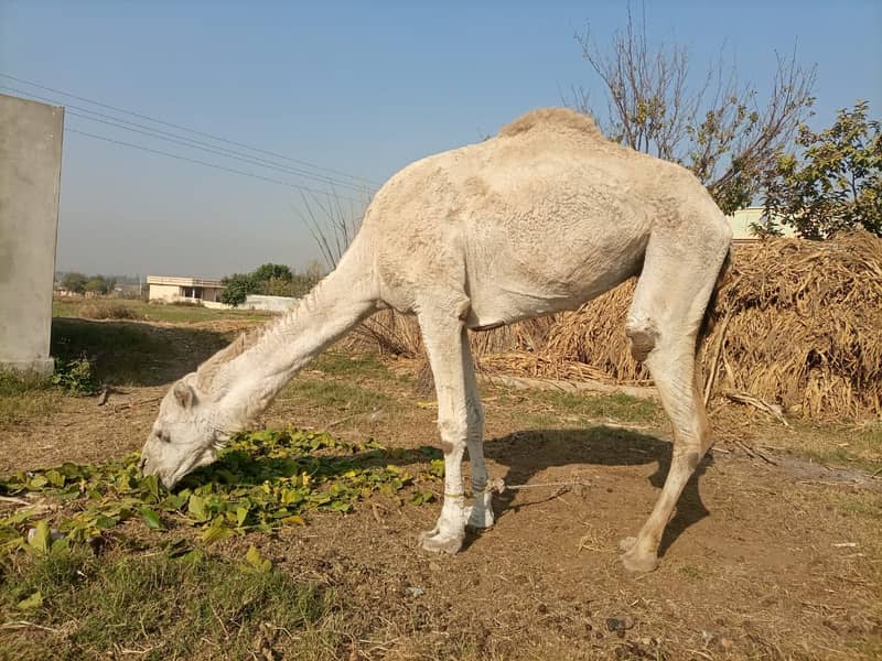 Camel Female For Sale 0