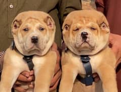 King alabai pair dog mail   and female age 2 month for sale Available