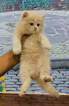 persian male kitten