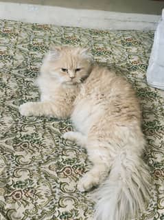 Triple coated Persian