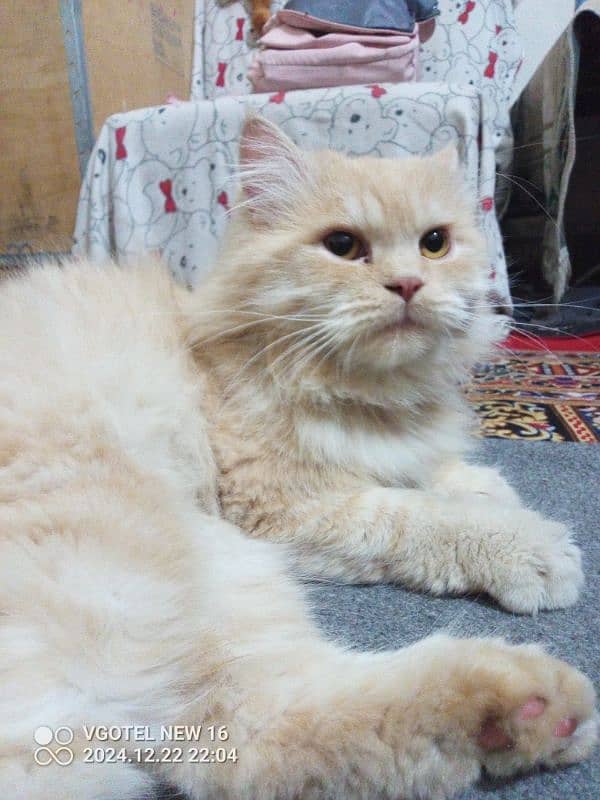 Triple coated Persian 1