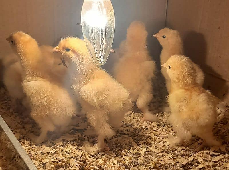 Golden buff chicks,Sussex bentam 2