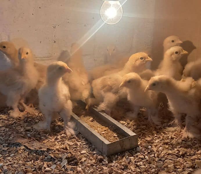 Golden buff chicks,Sussex bentam 3