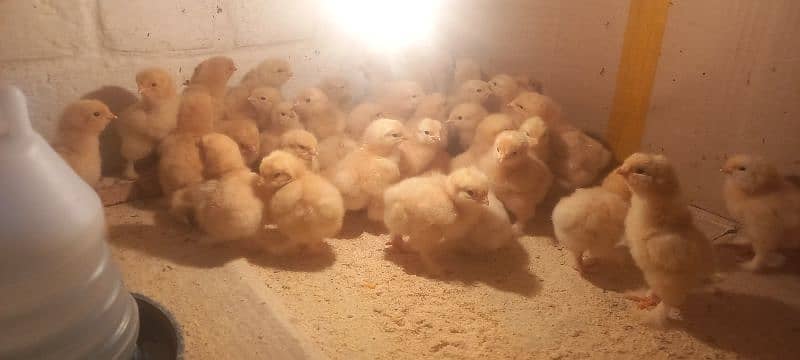 Golden buff chicks,Sussex bentam 4