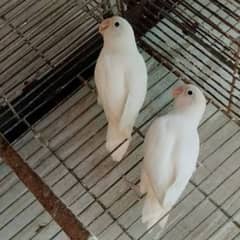 Albino Black eye breeder pair for sale