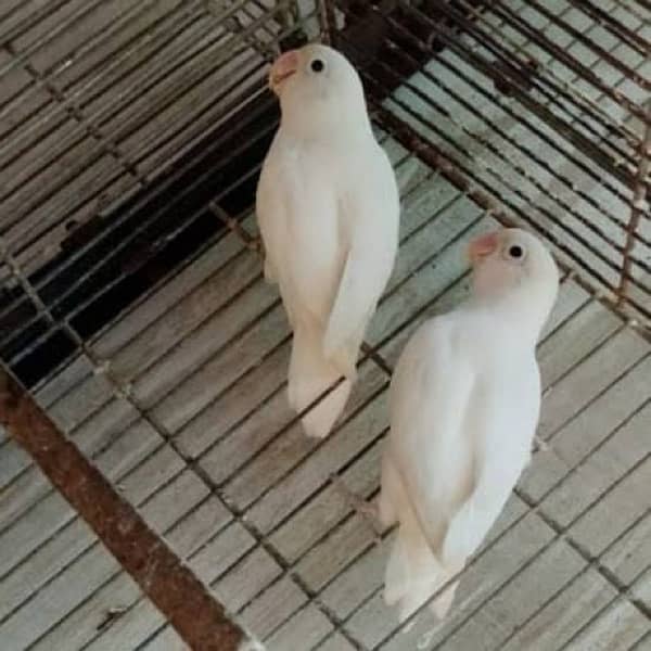 Albino Black eye breeder pair for sale 0