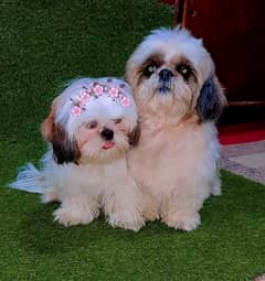 shihtzu