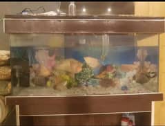 Fish aquarium |Fish tank| aquarium