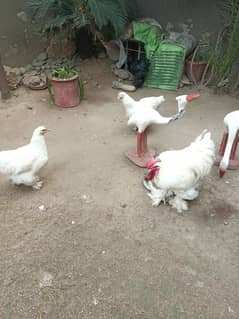 white buff/golden buff/black buff eggs/chicks for sale